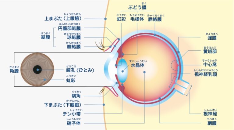 目に盲点ができる原因は何ですか?